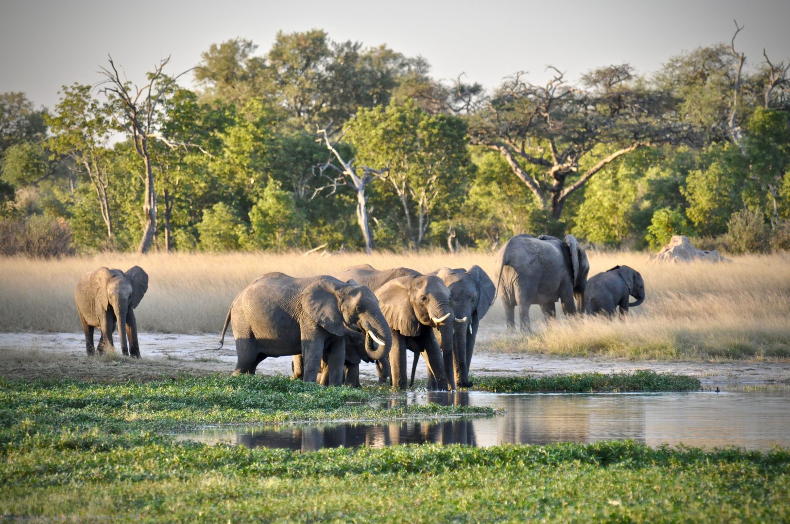 Jambo Safari Club