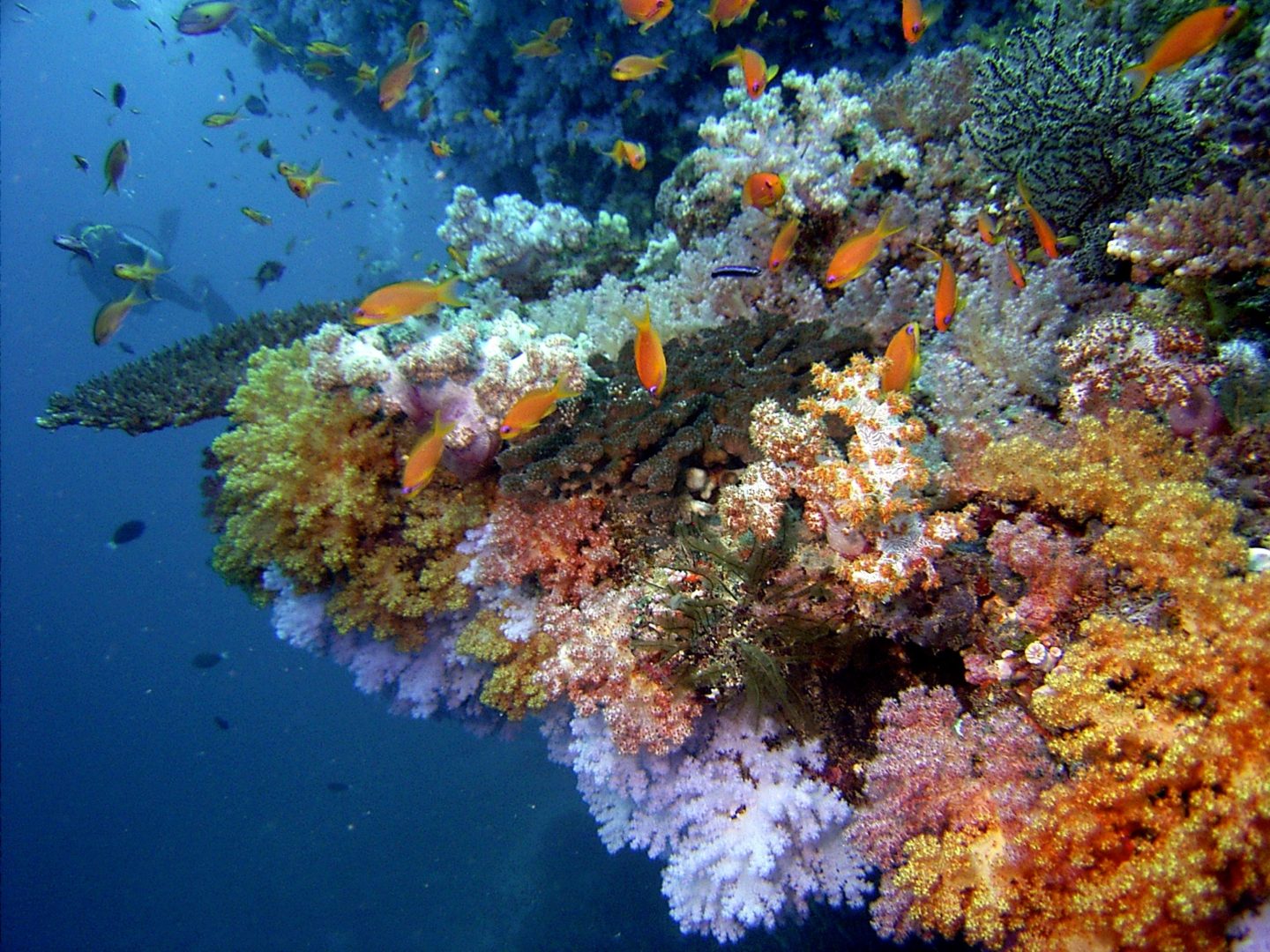 Algemeen-Baros-Maldives-Nasimo-Thila
